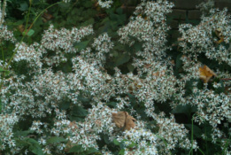 Aster divaricatus  bestellen